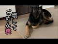 壊したと思ってごめん寝で反省するシェパード【German Shepherd Dog】 A Dog Feels Deeply Sorry For What She Has Broken