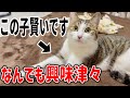 保護した子猫がものすごく賢くて面白いです笑