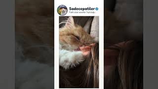 kulak yalama asmr 😂.                    #kedi #sokakhayvanları #satınalmasahiplen