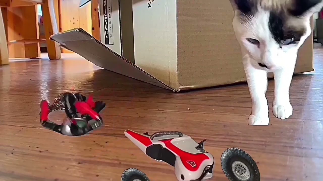 トンボ男 VS クウちゃん