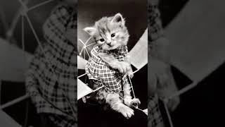 Early 1900s cat photography 😺🙀😻|| 20th century history || vintage photos || cute cats