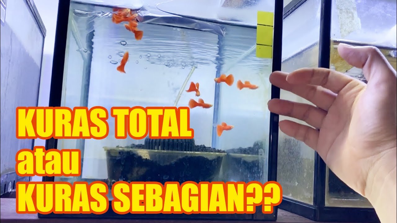Berapa lama sekali kuras aquarium Guppy?
