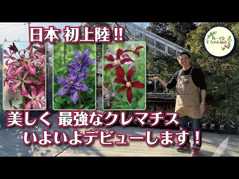 The secret clematis is finally making its debut! - YouTube