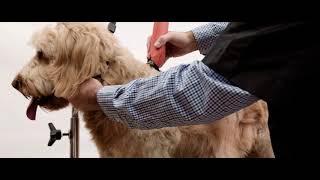 Wahl Professional Grooming KM Cordless Clip by Wahl Animal USA 5,457 views 5 years ago 20 seconds