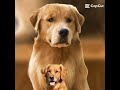Golden edit#