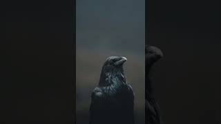 Da Biggest Bird by Saint Mercator while crows are screaming #dabiggestbird #tiktok #crows