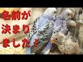 名前が決まりました！【セキセイインコ】【#14】