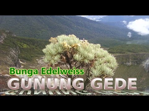  Bunga  Edelweis Gunung Gede Yang Mempesona YouTube