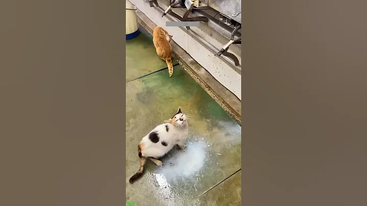 Watch the video about Cute Cats 🙀 #animals 🐱 # Ep 2514