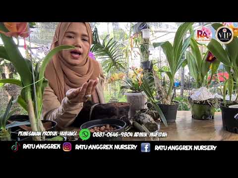 Video: Perawatan Anggrek Keras - Cara Menumbuhkan Anggrek Tanah Cina yang Kuat