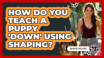 How Do You Teach A Puppy 
