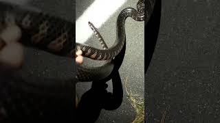Biggest Mud Snake I Have Ever Seen￼
