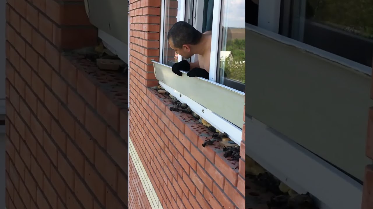 Homeowner Finds A TON Of Baby Bats 