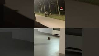 Wild Sunda Panin, Malayan Tapir Spotted Near Residential Areas In Singapore