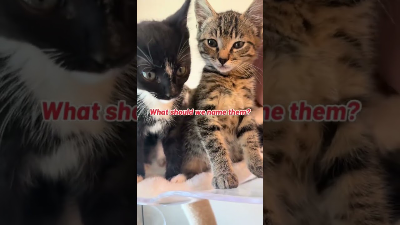 Introducing our newest foster kittens! 