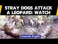 Leopard mauled by a pack of stray dogs, old video surfaces again: Watch | Oneindia News