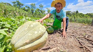 Cortando Ayote Gigante Don Jose Queda Sorprendido