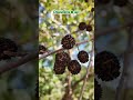 La Fruta Exótica Tapaculo Es Poco Conocida Quienes La Han Probado Dicen Que Tiene Un Sabor único La Fruta Exótica Tapaculo Es Poco Conocida Quienes La Han Probado Dicen Que Tiene Un Sabor único