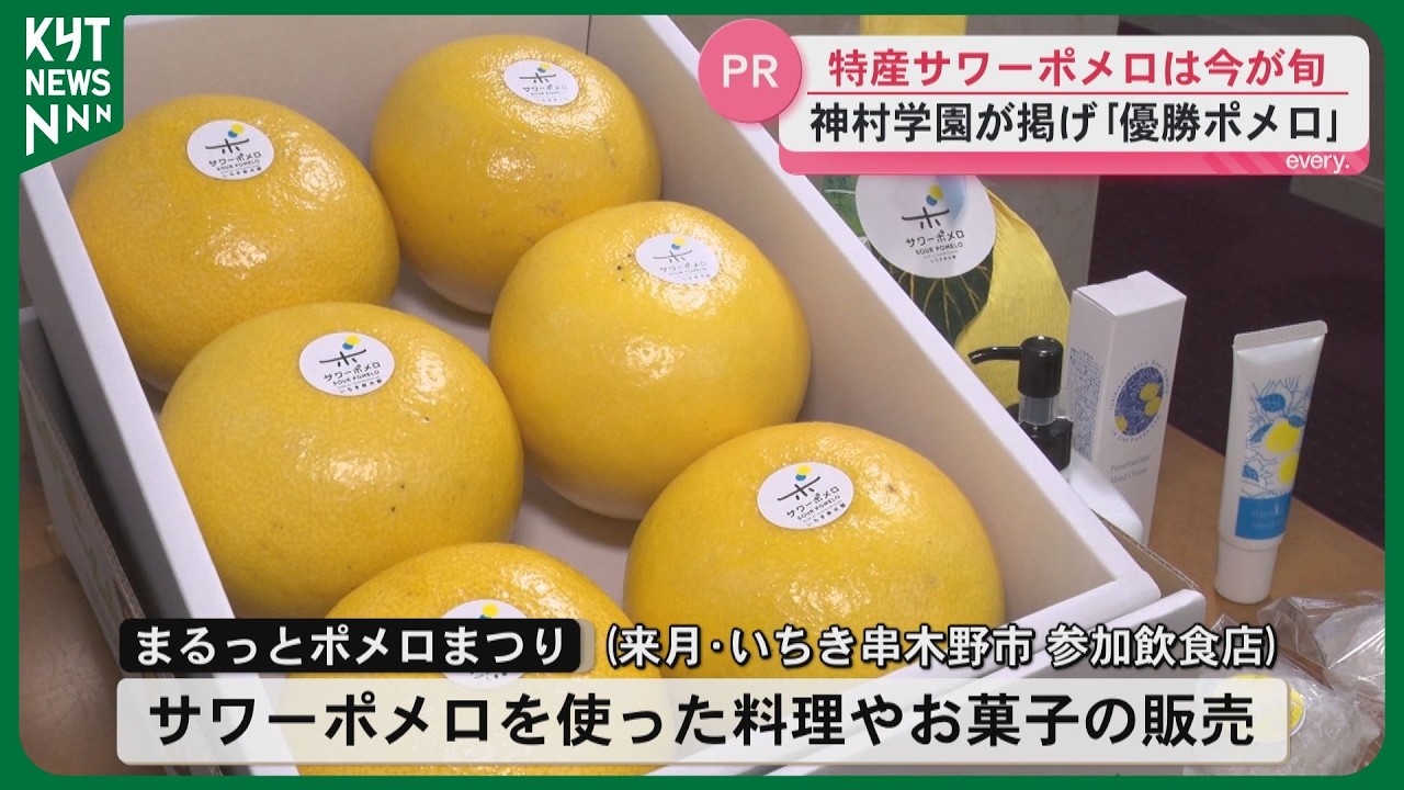 （鹿児島特産品）mariko② サワーポメロ　箱満杯詰　いちき串木野市産 Now in season! Promoting the appeal of sour pomelo to the governor