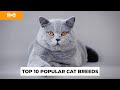 TOP 10 CAT BREEDS IN HINDI | INDIA | PET INFO