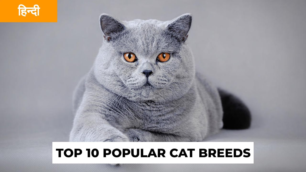 8 Most Prominent Cat Breeds in India