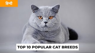 TOP 10 CAT BREEDS IN HINDI | INDIA | PET INFO