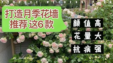 月季花墙打造方法 Youtube