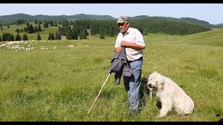 Ce trebuie sa faci dacă atacă LUPII sau URSUL oile?! Povești cu lupi și urși ale d-lui Bohotici II