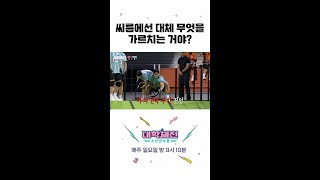 [대학체전: 소년선수촌] 120kg 평온하게 끄는 씨름선수 #대학체전, MBC 240317 방송