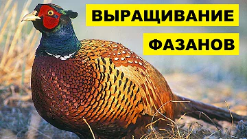 Выращивание фазанов на мясо и для охоты как бизнес идея