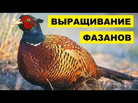 Выращивание фазанов на мясо и для охоты как бизнес идея