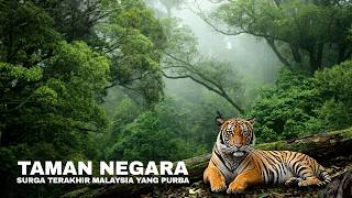 Taman Negara: Malaysia's Rainforest Older Than the Amazon