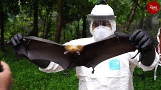 Experts collect bat samples in Kerala to find source of Nipah virus