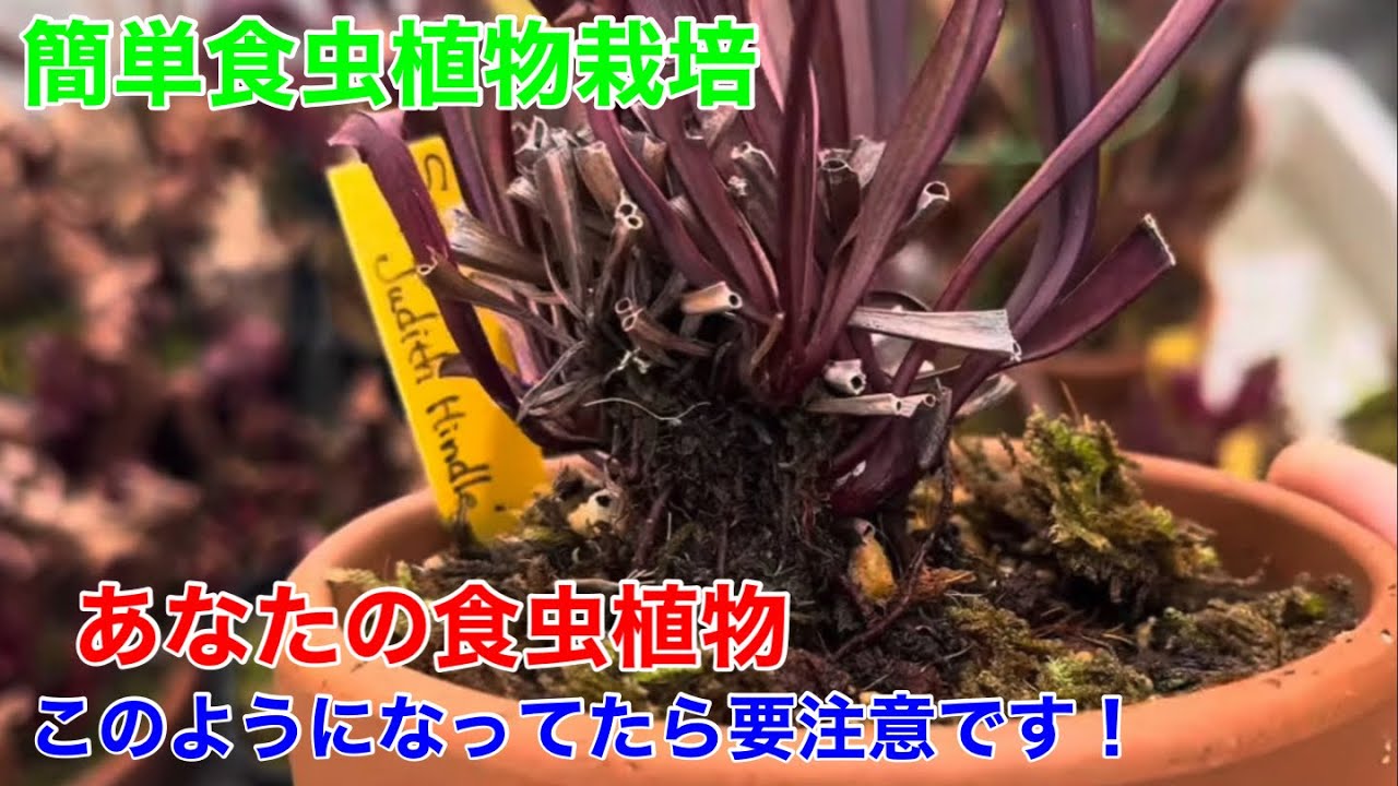 食虫植物の鉢に注目！春に向けての準備。