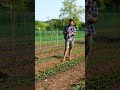 #orto primaverile e tutte le piante che ho al suo interno #mattthefarmer #ortoprimaverile