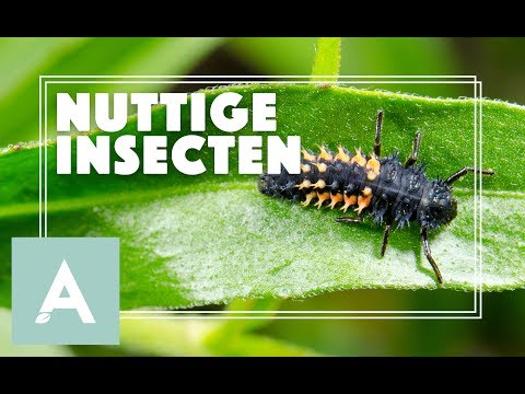 Video: Welke Insecten Zijn Nuttig In De Tuin En Moestuin
