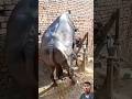 OMG😱😱😱#dog #funny #baffalo #donkey #horse #stitch #shortvideo #cow #comedy