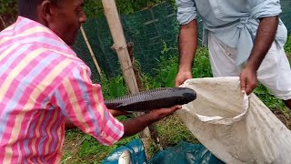 Fishing videos | ১২০০০ টাকা টিকিটে ধার আজকের সব মাছ