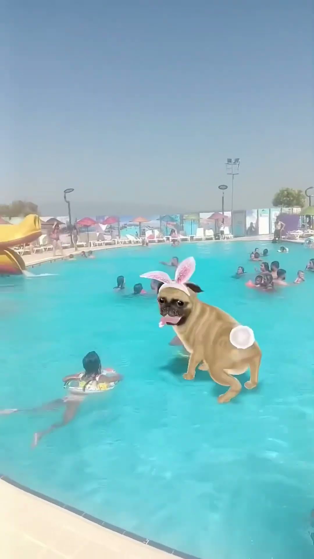 Cute dog ??‍?❤️??✅??