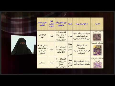 الأحياء الصف الحادى عشر الدرس رقم 17 تصنيف الطحالب