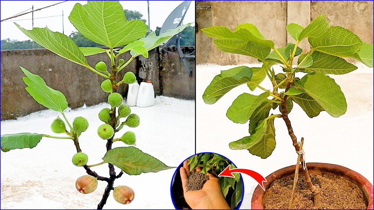 गमले में ये खाद डालते ही अंजीर का पौधा फलों से भर जायेगा/fig plant growing in pot/Anjeer ka paudha