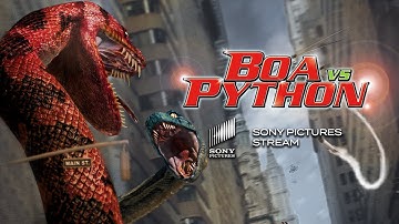 Experience the intense battle scenes between a giant Python and a Boa constrictor | Boa vs. Python