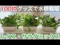【水耕栽培】100均グッズ中心にレタス・サラダミックスを育ててみた 1日目〜29日目