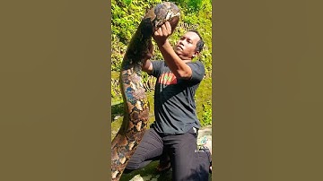 My python is not big enough yet. #shorts