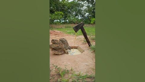 Easy Bird Trap Creative - Quail Trap #simple bird trap #shorts