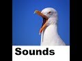 Seagull Sound Effects All Sounds