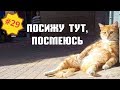 Приколы про животных. Смешное видео про котов, собак и не только. Выпуск 29