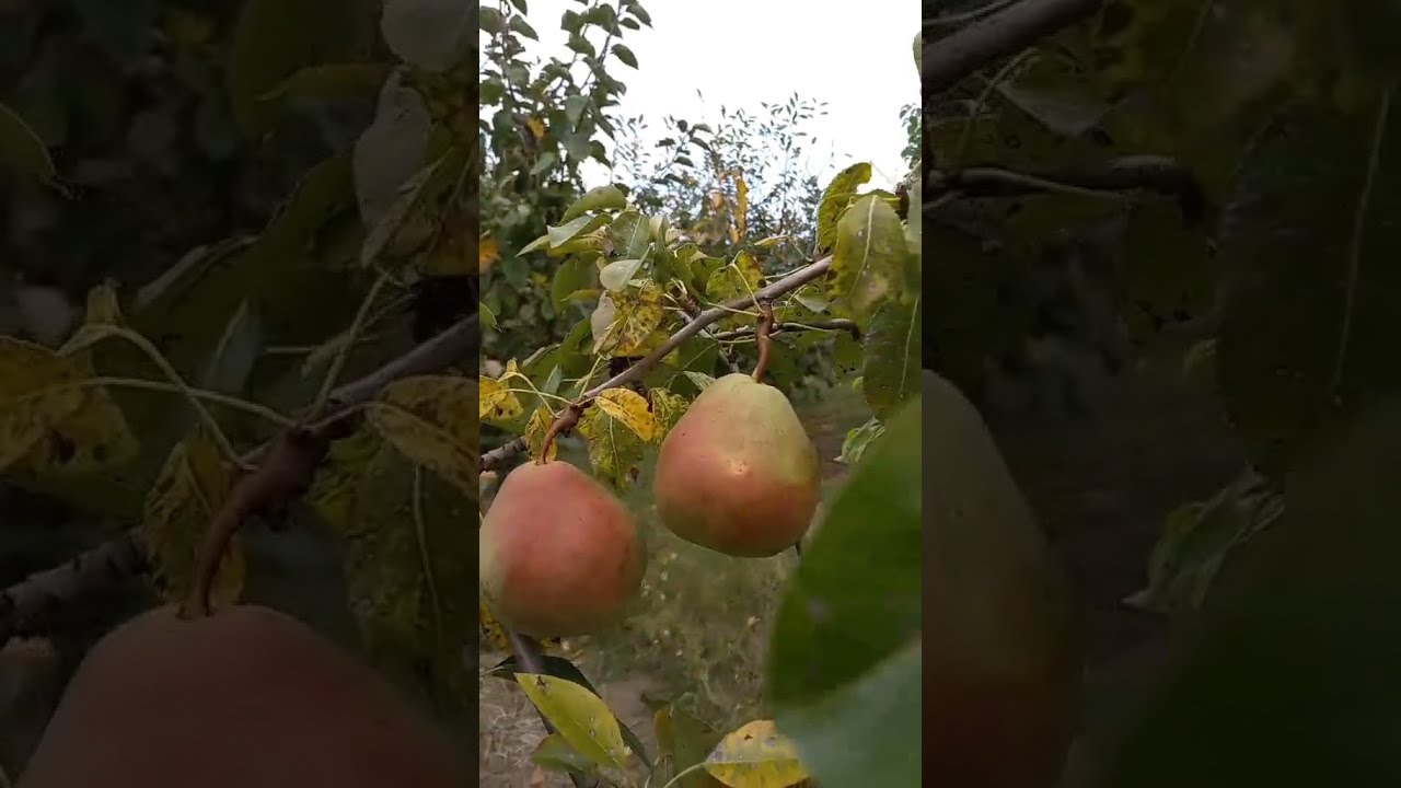Полив и питание для здоровья дерева