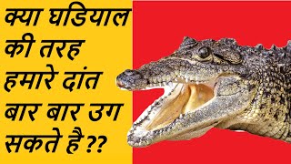 जब घडियाल के दांत बार बार आ जाते है तो हमारे क्यों नही आते || Alligators Can Grow New Teeth