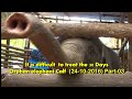orphan Elephant Calf Part-03 It is difficult to feed milk to 30 days orphan calf Brief by Dr.Vinay